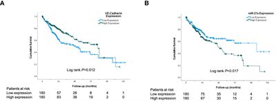 Novel miRNA-based drug CD5-2 reduces liver tumor growth in diethylnitrosamine-treated mice by normalizing tumor vasculature and altering immune infiltrate